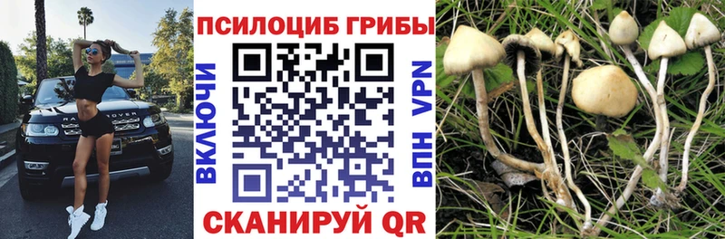 Купить  Сорск  Галлюциногенные грибы Cubensis 